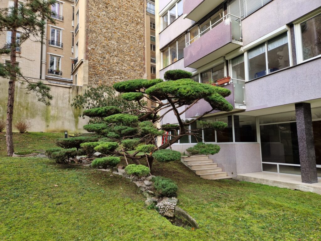 Taille architecturée d’un arbre d’ornement – Taille en nuages