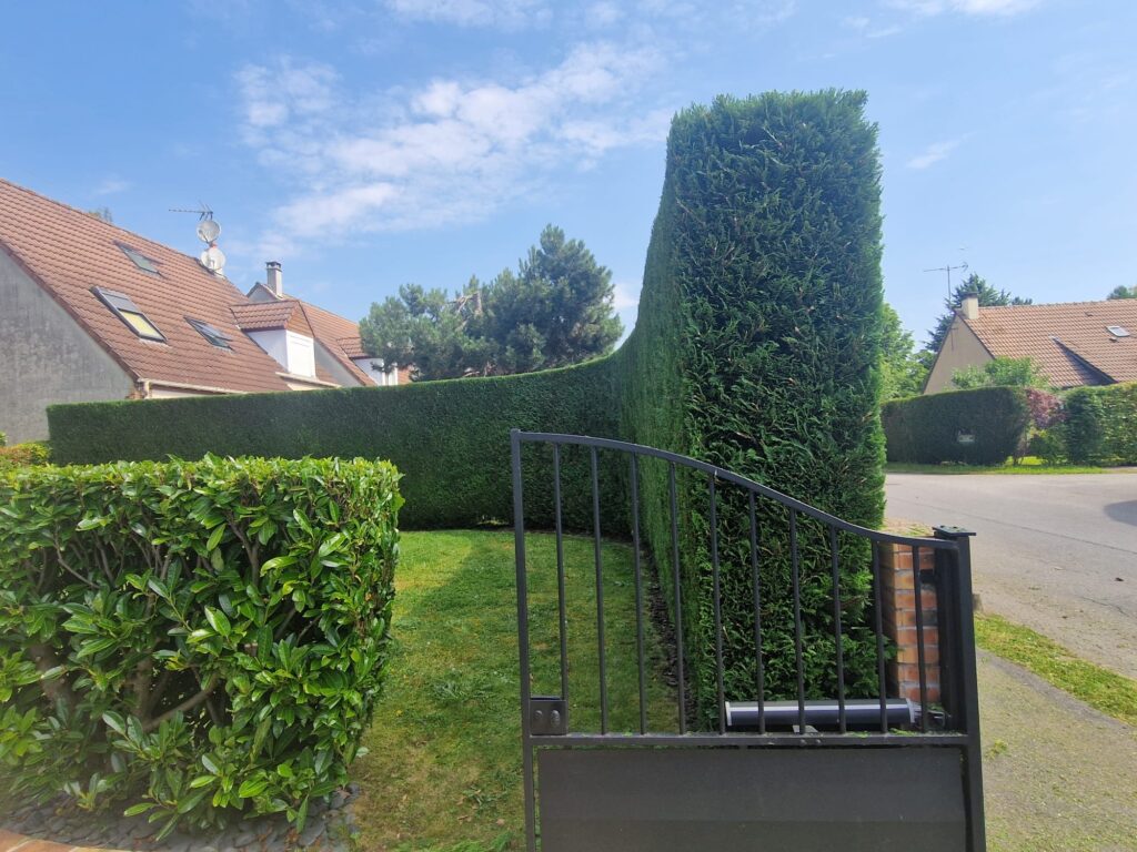 Taille de haies avec alignement et finitions soignées